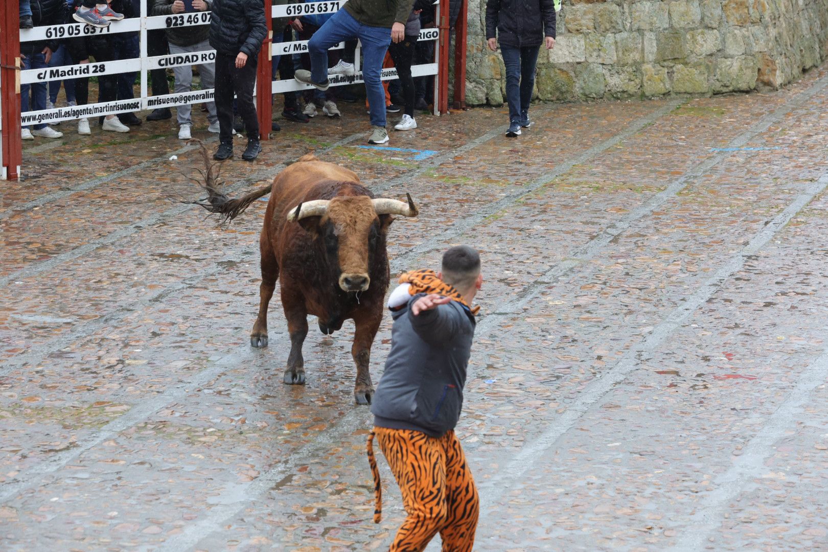 Un encierro pasado por agua en el Carnaval del Toro de Ciudad Rodrigo