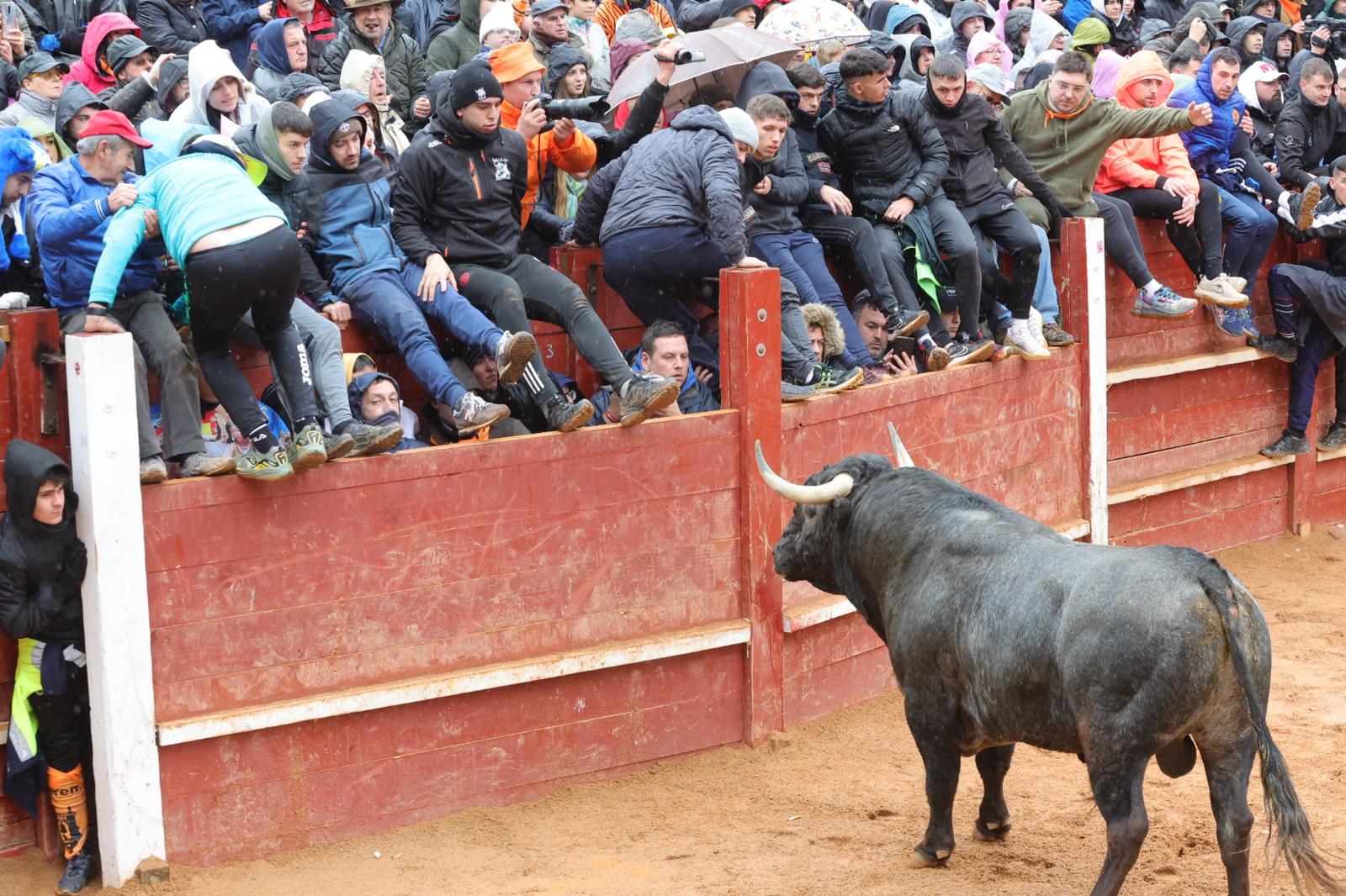 Un encierro pasado por agua en el Carnaval del Toro de Ciudad Rodrigo