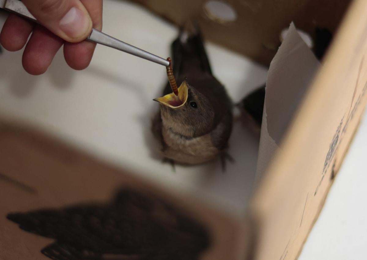 Imagem secundária 1 - O Salamanca Wildlife Recovery Center é renovado: terá um novo edifício