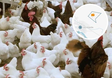 Una multinacional alemana ultima una granja para 63.000 gallinas en Valverdón