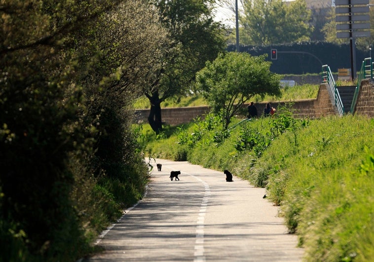 Gatos de la colonia felina situada junto al Tormes.