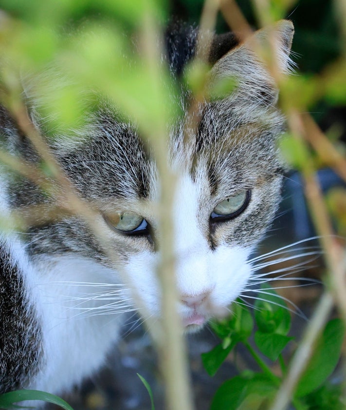 Imagen secundaria 2 - Por qué Salamanca es una «fábrica de gatos» y abandonarlos en la calle amenaza la biodiversidad
