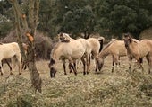 Más de 500 hectáreas en Salamanca procuran la recuperación de especies amenazadas