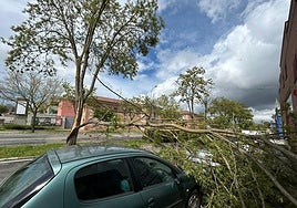 La rama caída sobre unos coches en la avenida de la Aldehuela.