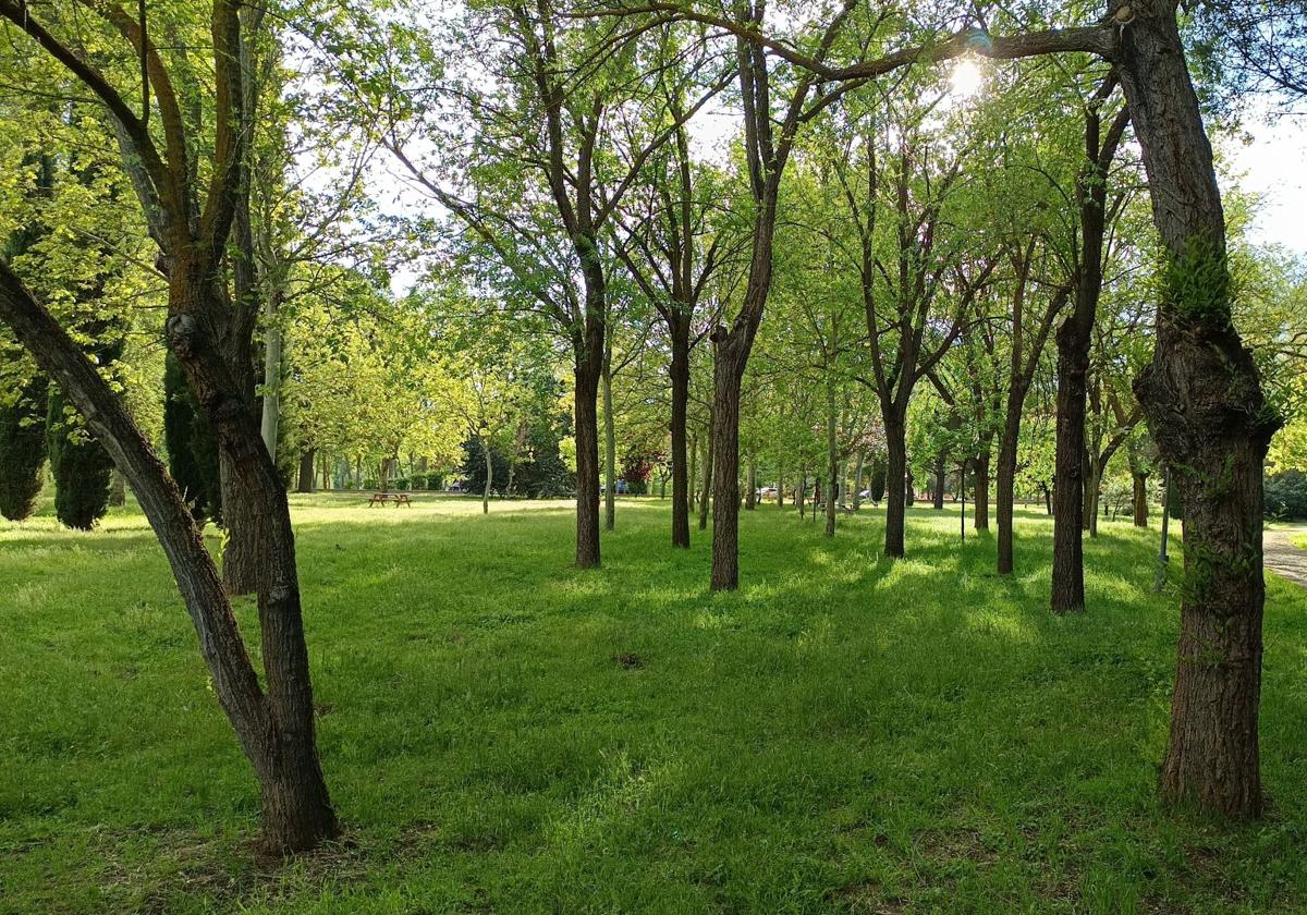 ¿Es Salamanca una ciudad verde? 32.000 árboles ayudan, pero los expertos dicen que no bastan
