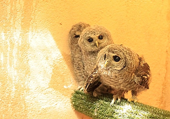 Tres de los cárabos recogidos en Las Dunas.