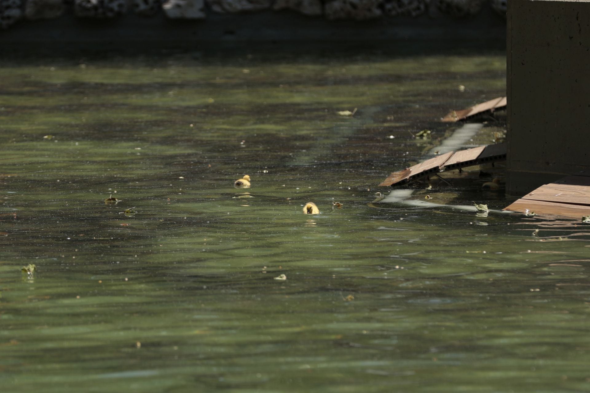 La nueva familia de patos en La Alamedilla