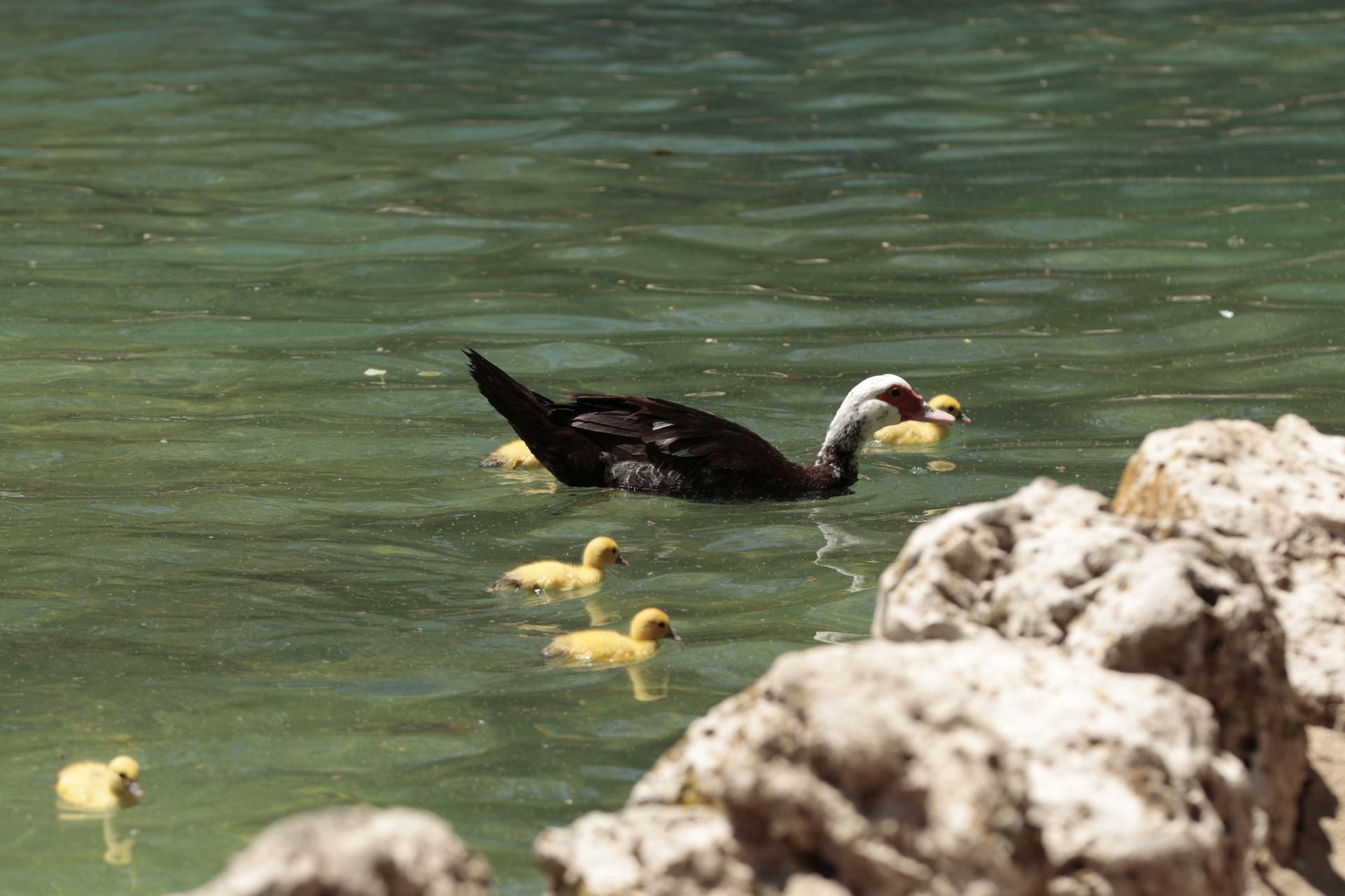 La nueva familia de patos en La Alamedilla