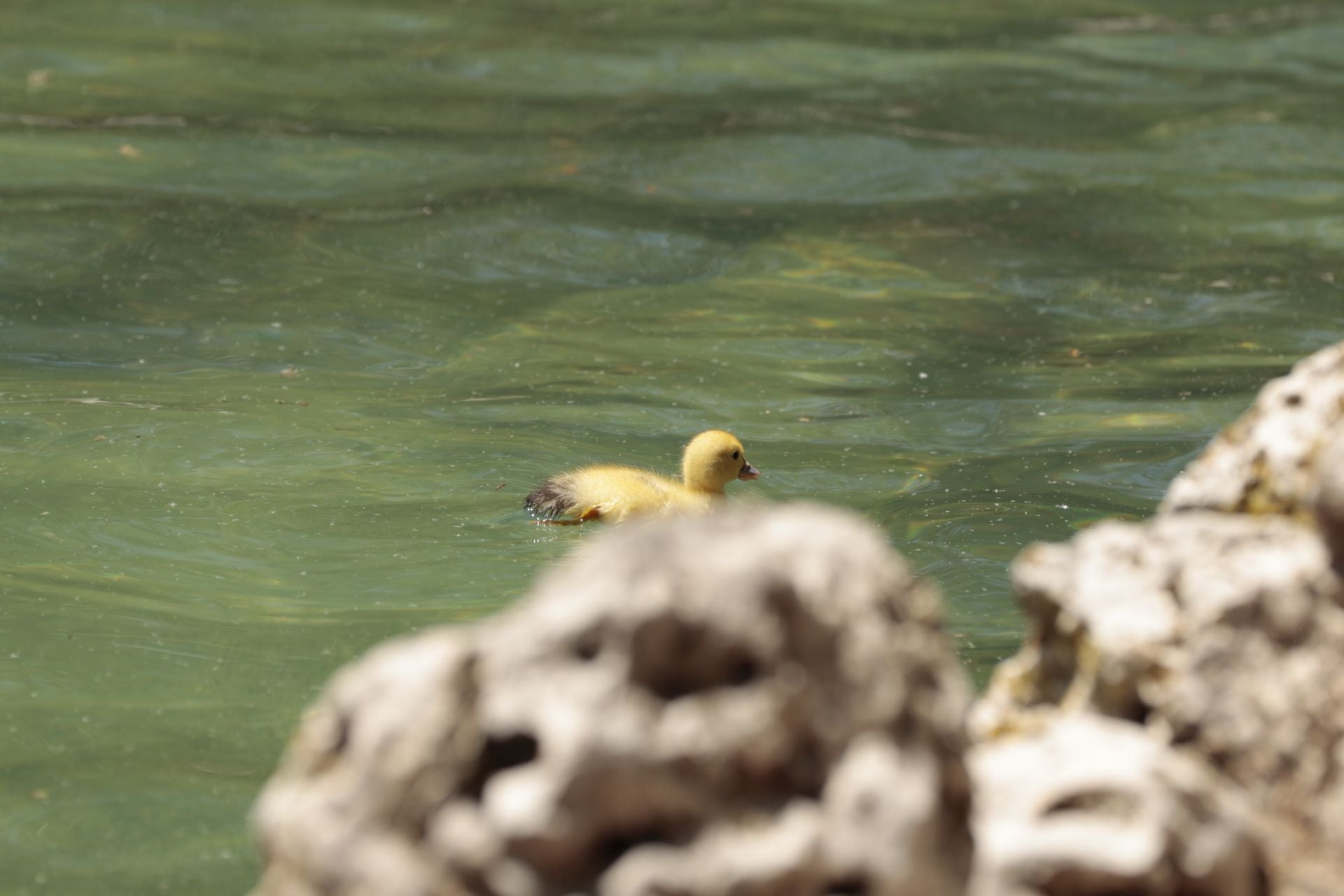 La nueva familia de patos en La Alamedilla