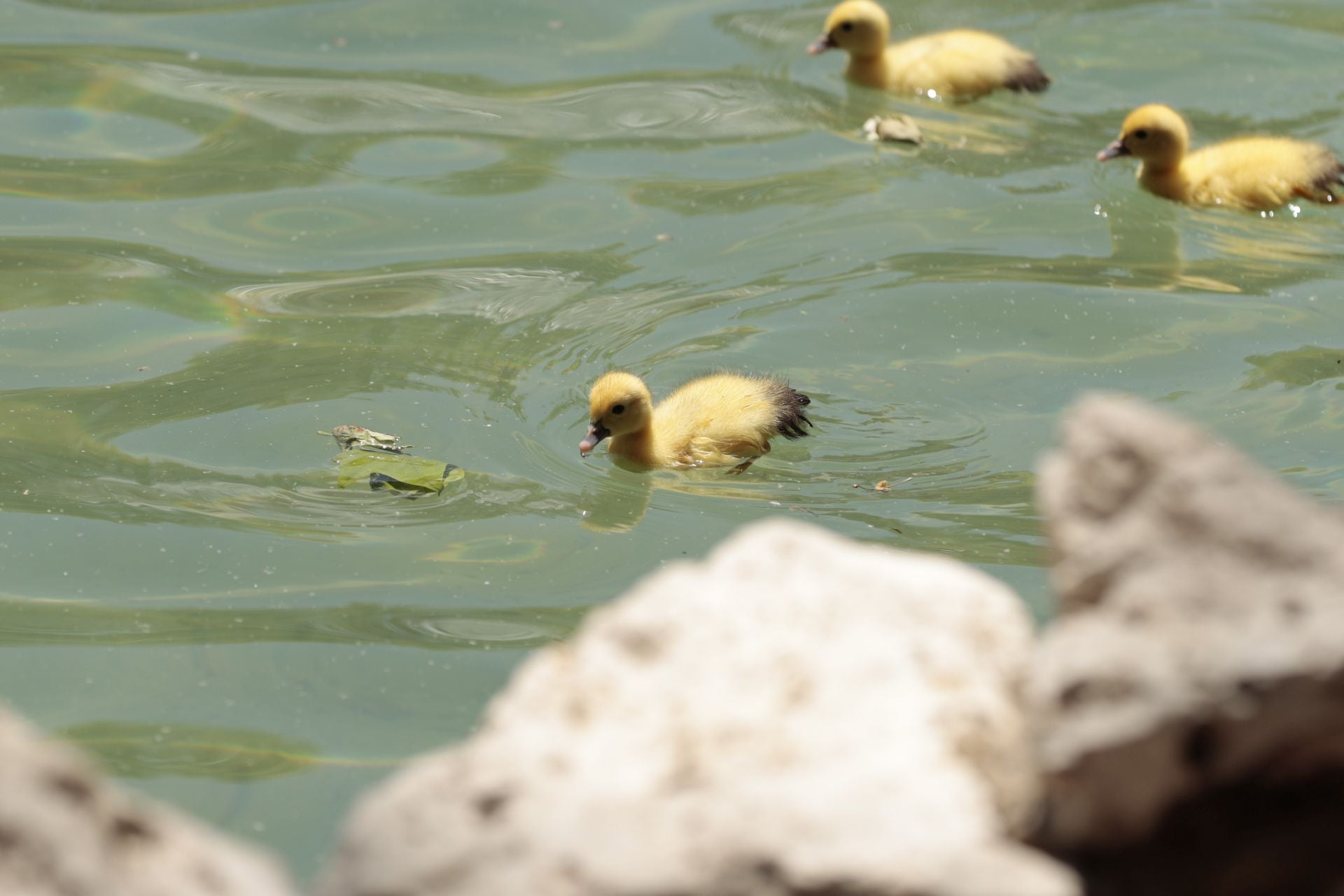 La nueva familia de patos en La Alamedilla
