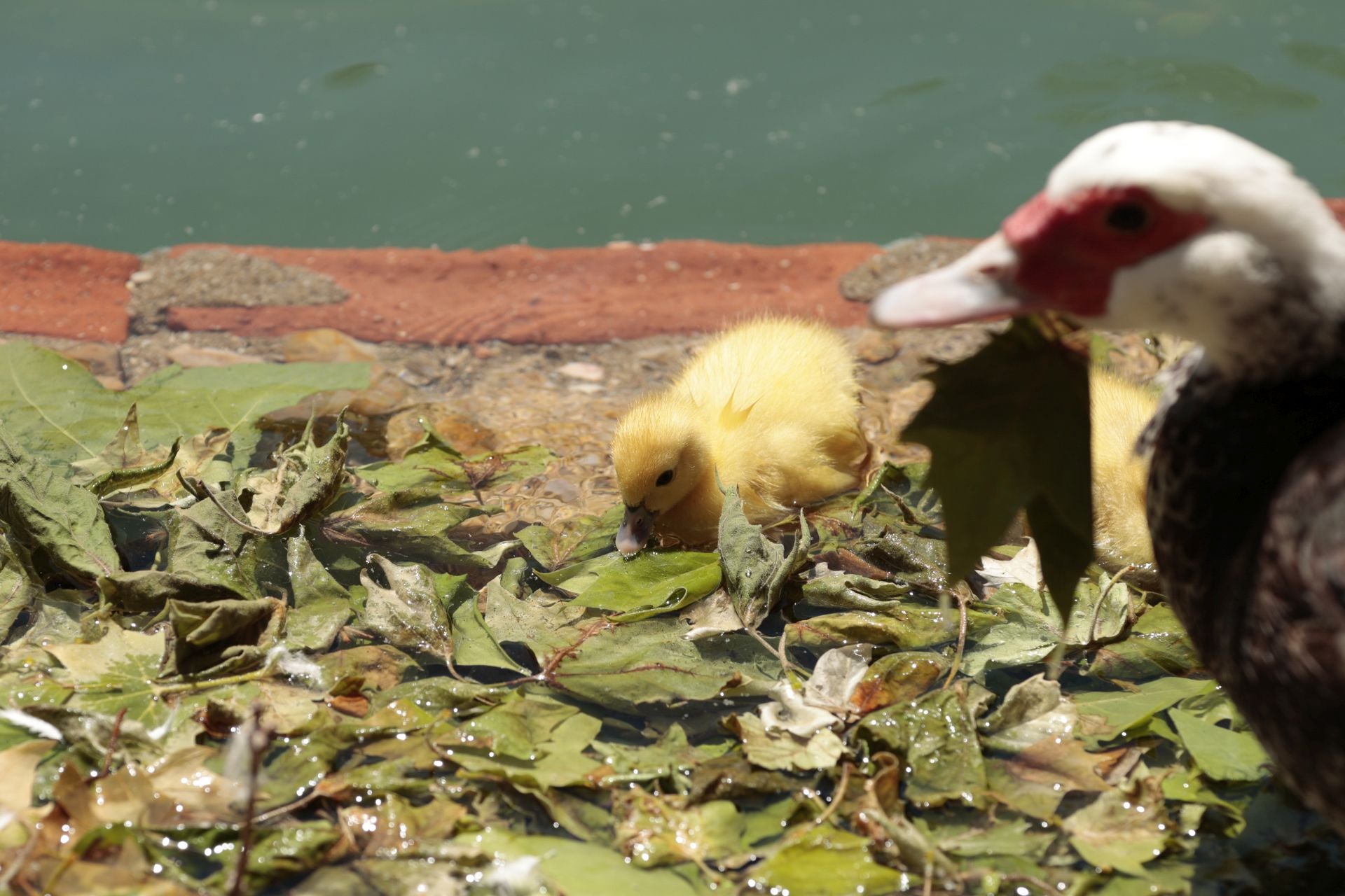 La nueva familia de patos en La Alamedilla