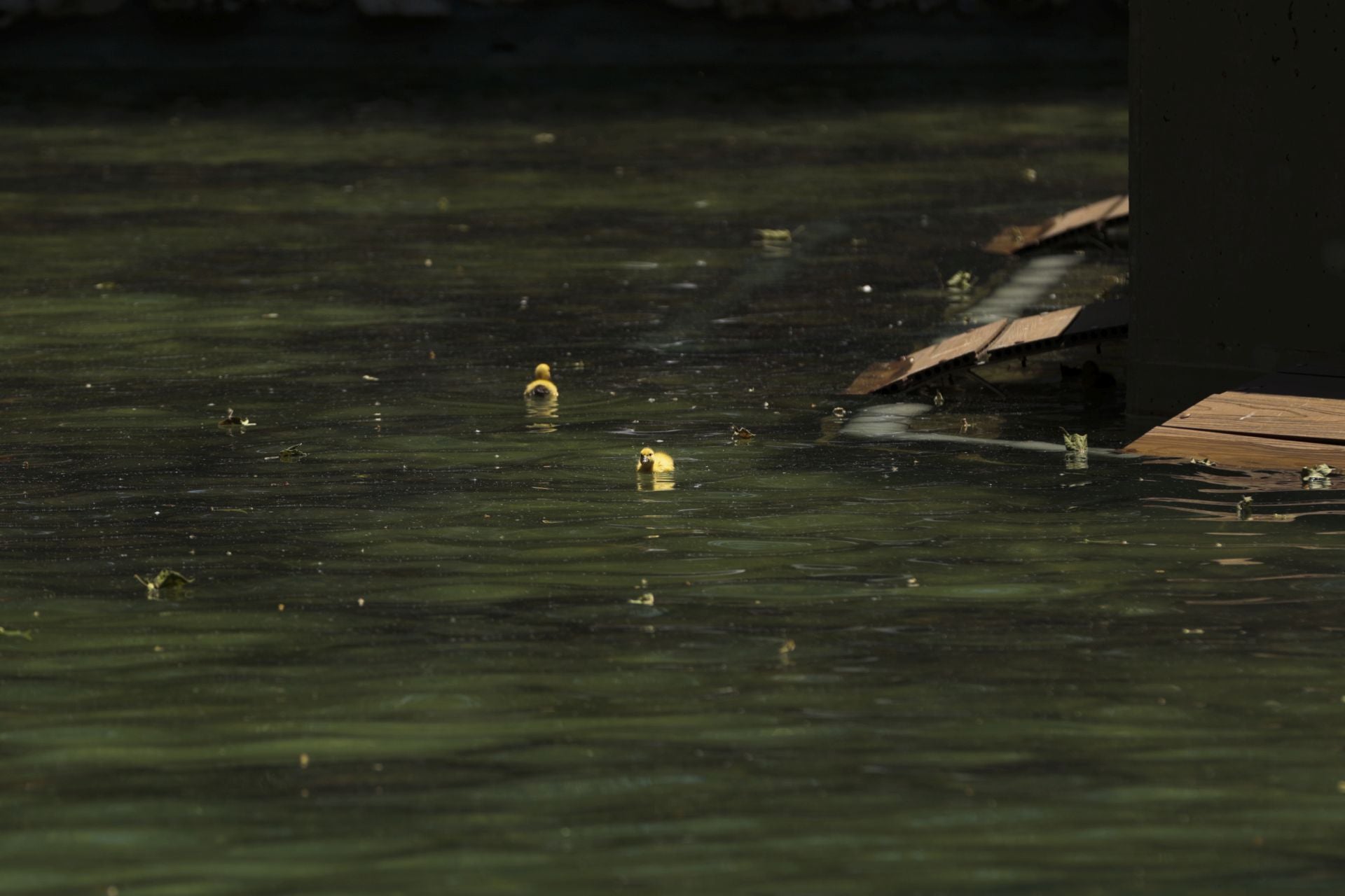 La nueva familia de patos en La Alamedilla