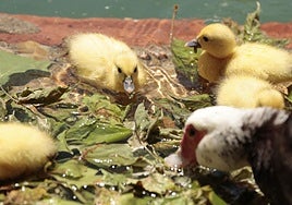Mamá pato y sus nuevos patitos amarillos nacidos en La Alamedilla.