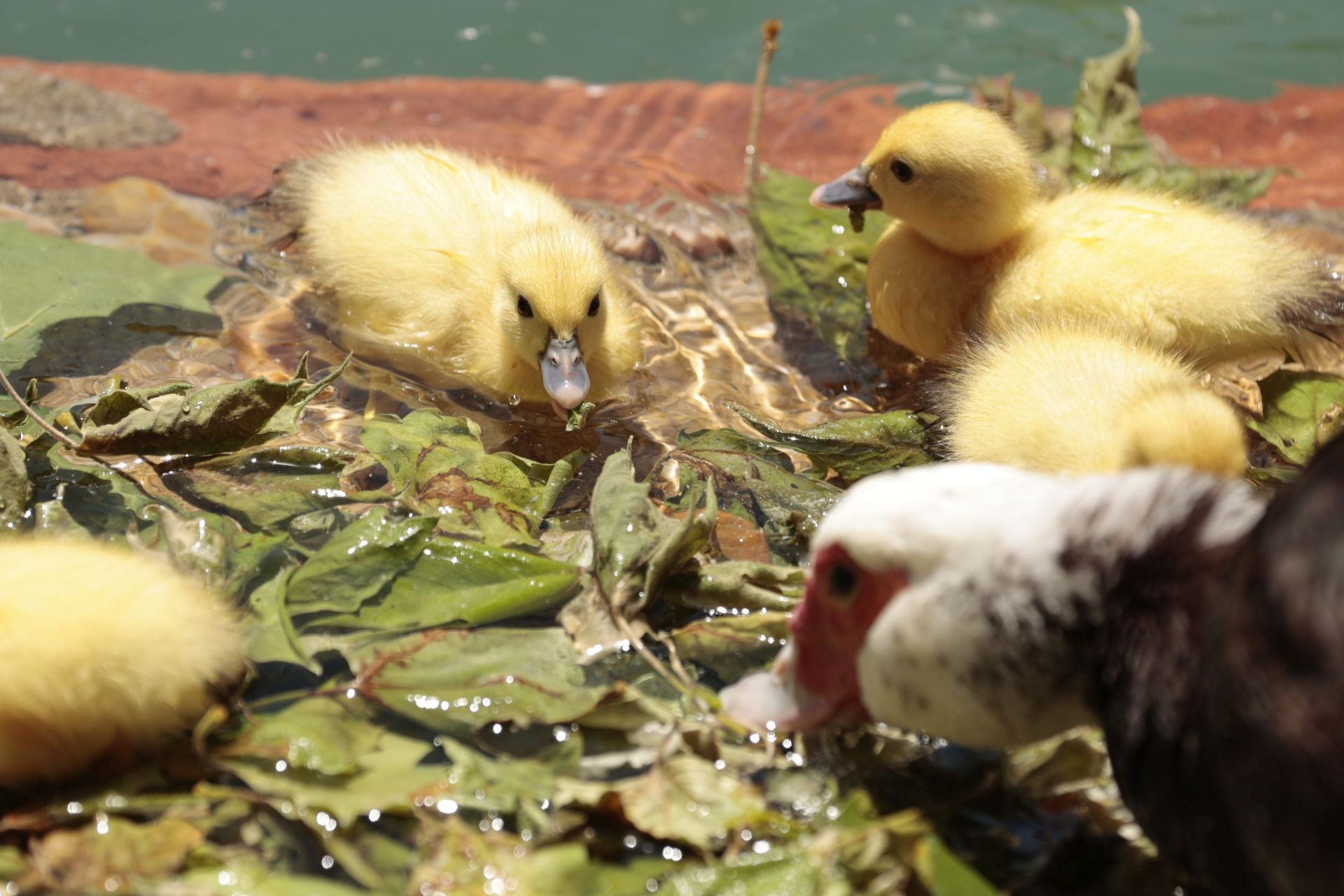 La nueva familia de patos en La Alamedilla