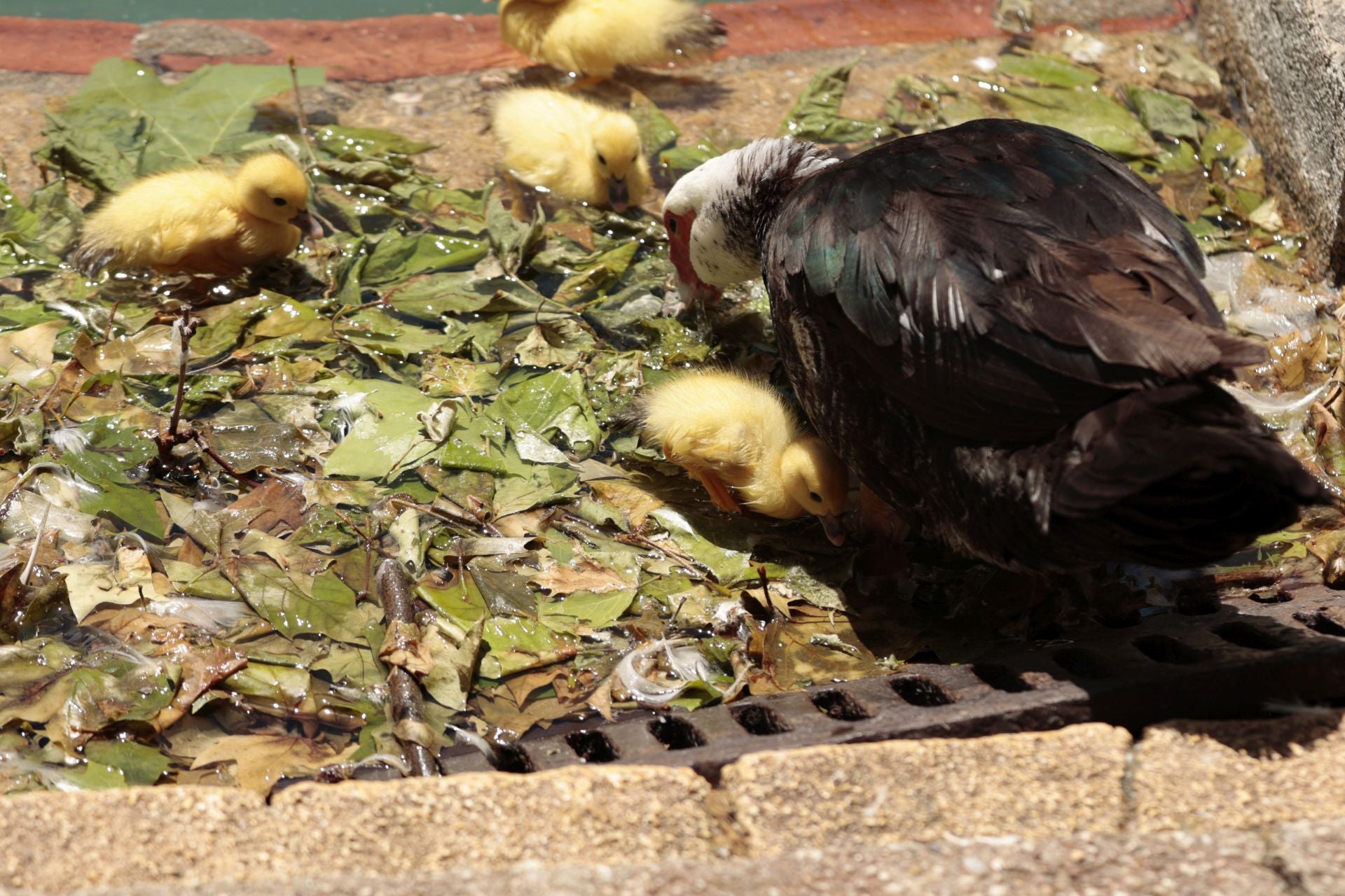 La nueva familia de patos en La Alamedilla