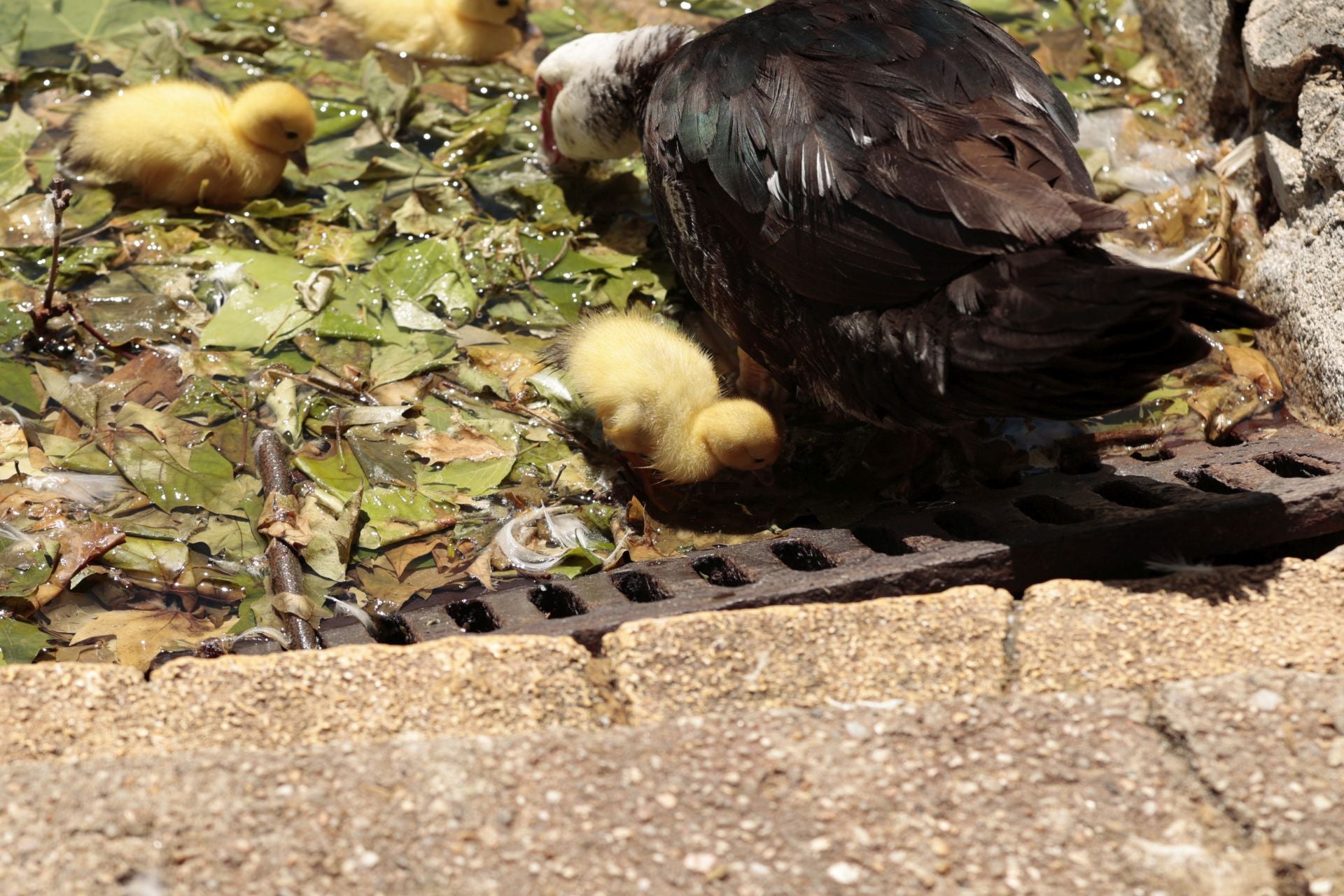 La nueva familia de patos en La Alamedilla