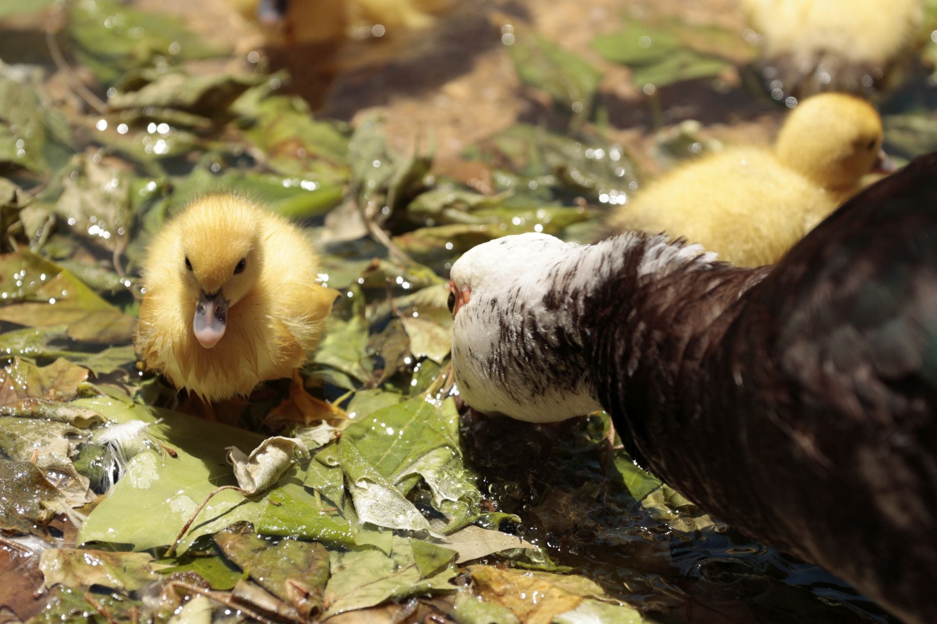La nueva familia de patos en La Alamedilla