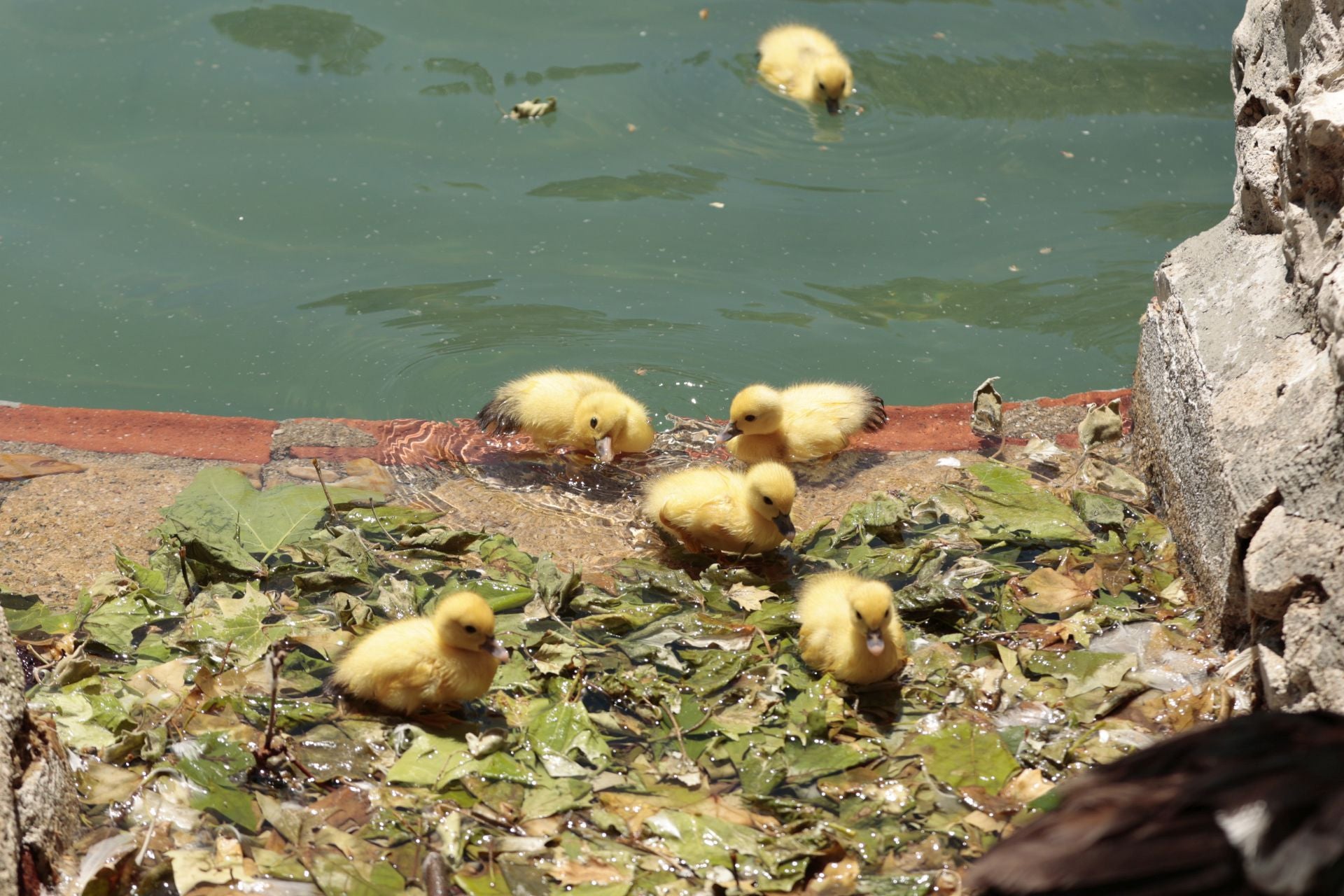 La nueva familia de patos en La Alamedilla