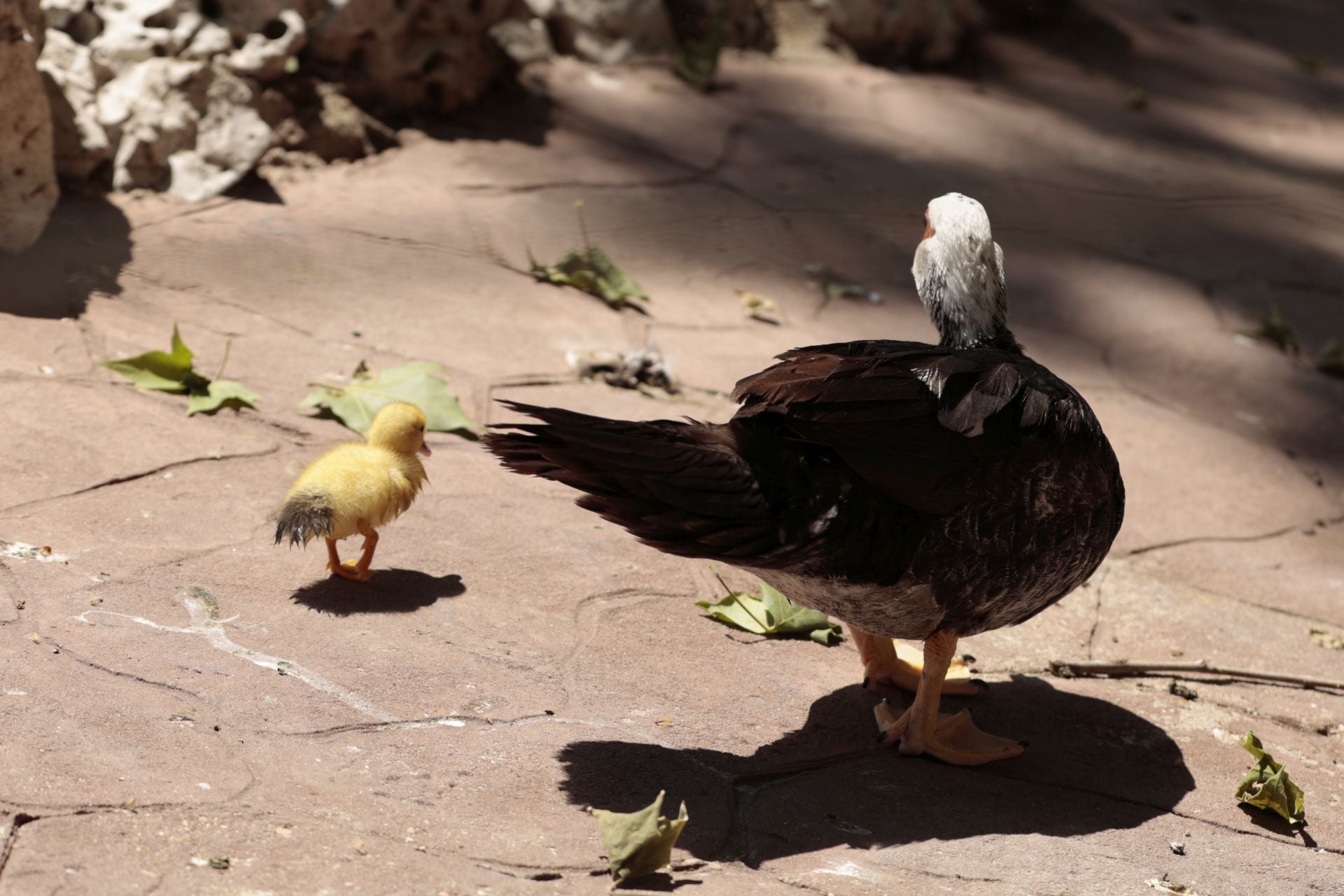 La nueva familia de patos en La Alamedilla