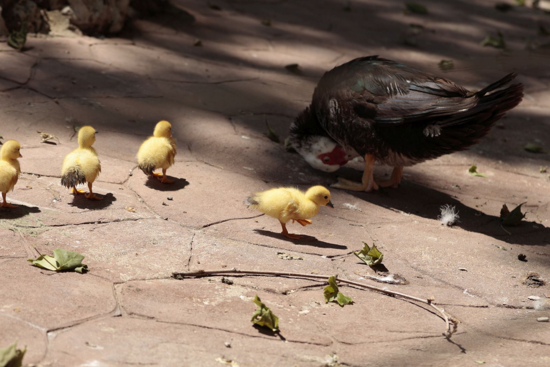 La nueva familia de patos en La Alamedilla