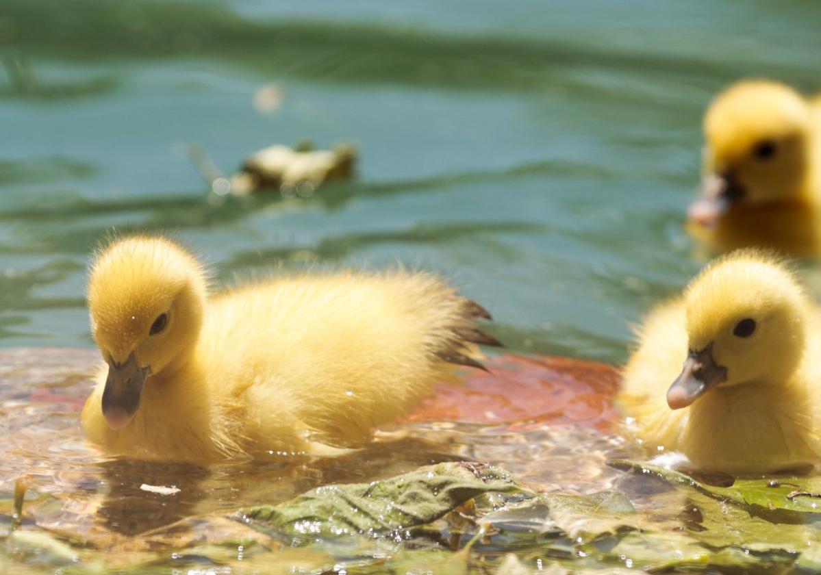 La nueva familia de patos en La Alamedilla