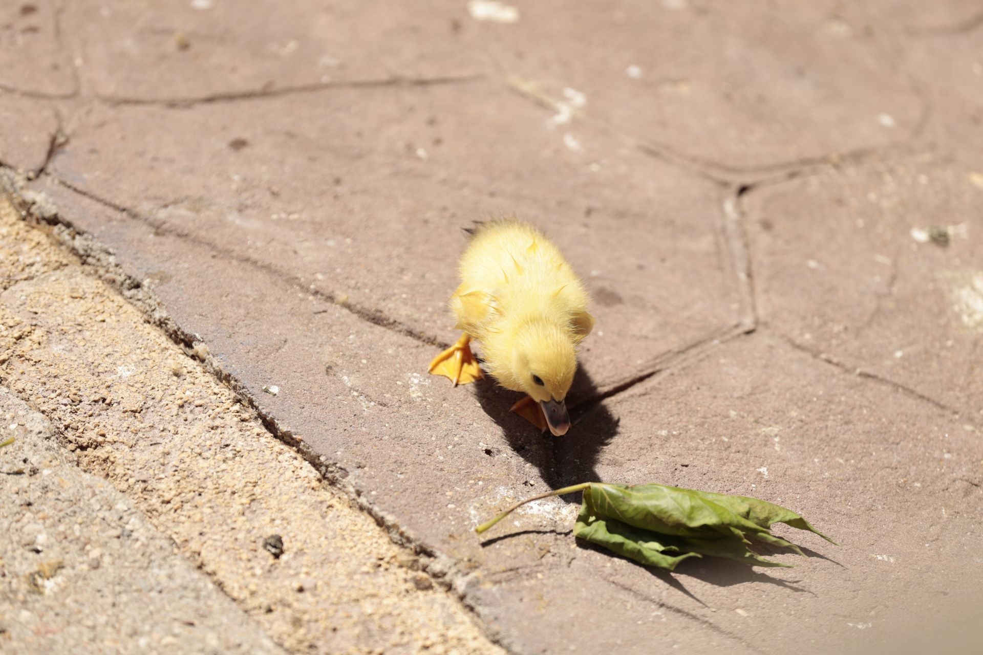 La nueva familia de patos en La Alamedilla