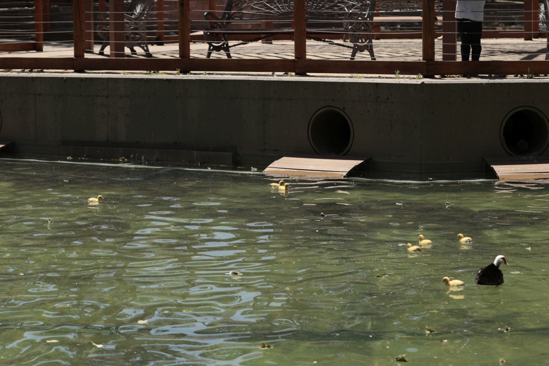La nueva familia de patos en La Alamedilla