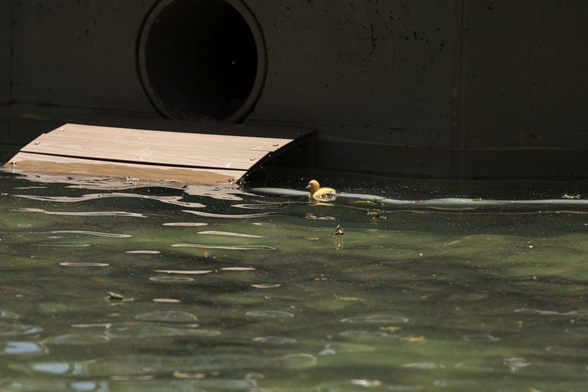 La nueva familia de patos en La Alamedilla