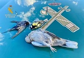 Investigan a dos cazadores furtivos que dispararon a tres especies protegidas