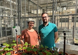 Silvia Manrique Urpi y Alejandro Torrado Maya en los invernaderos del IRNASA-CSIC.
