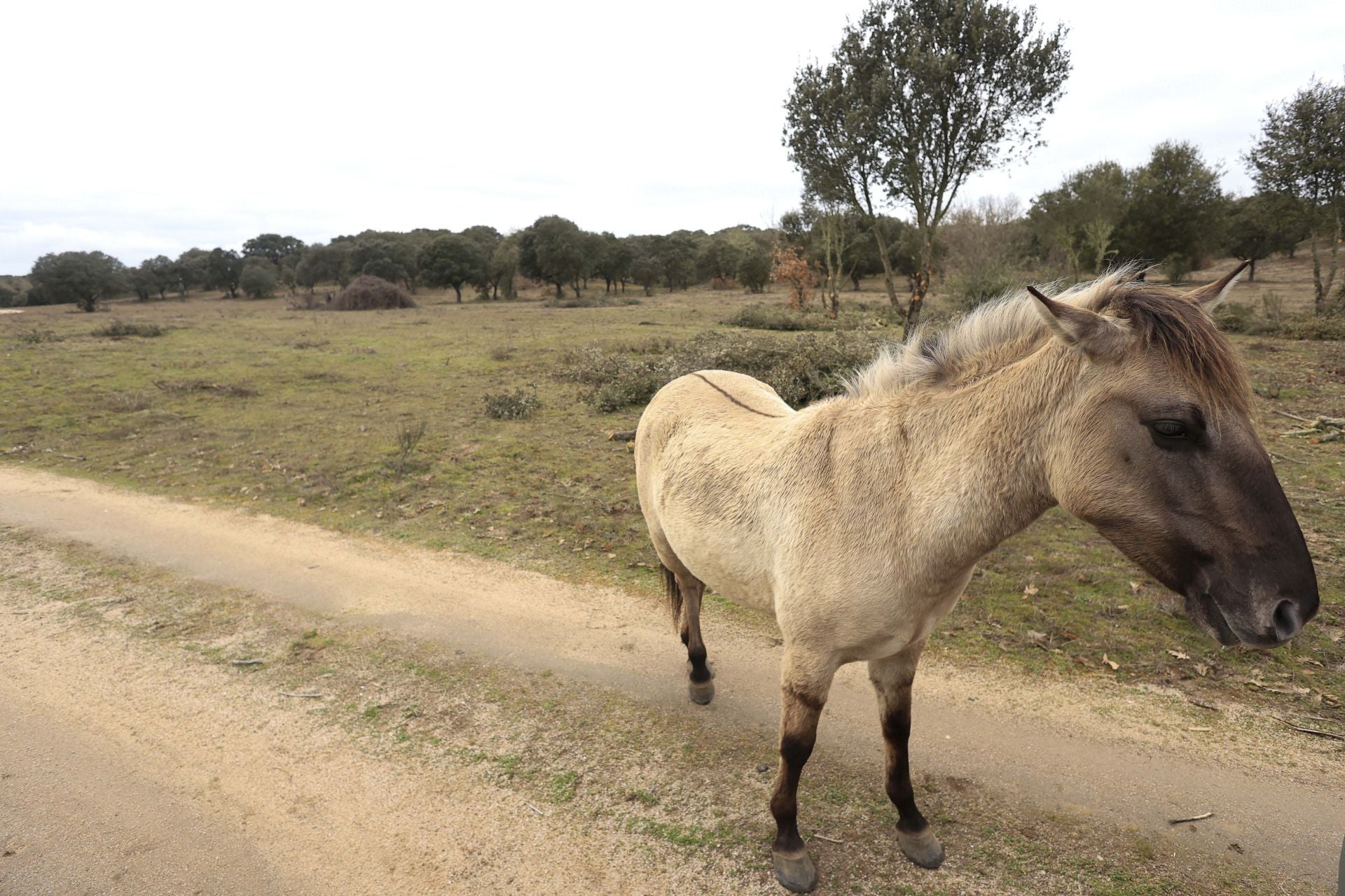 La reserva biológica refugio de especies amenazas en Salamanca