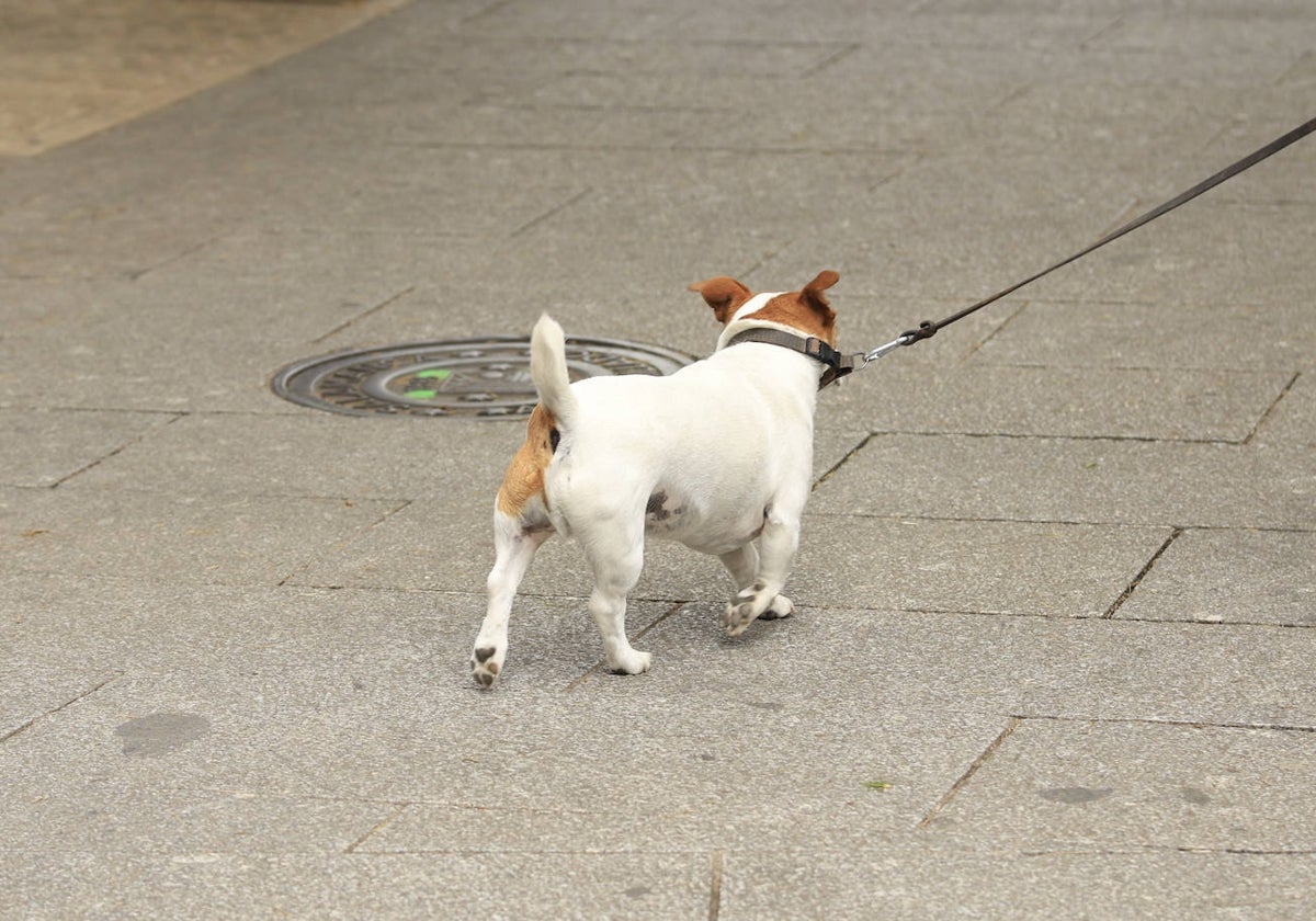 Un perro en el centro de Salamanca