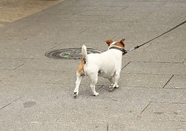 Un perro en el centro de Salamanca