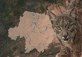 Composición de un lince ibérico junto al mapa de zonas críticas para el paso de la fauna.