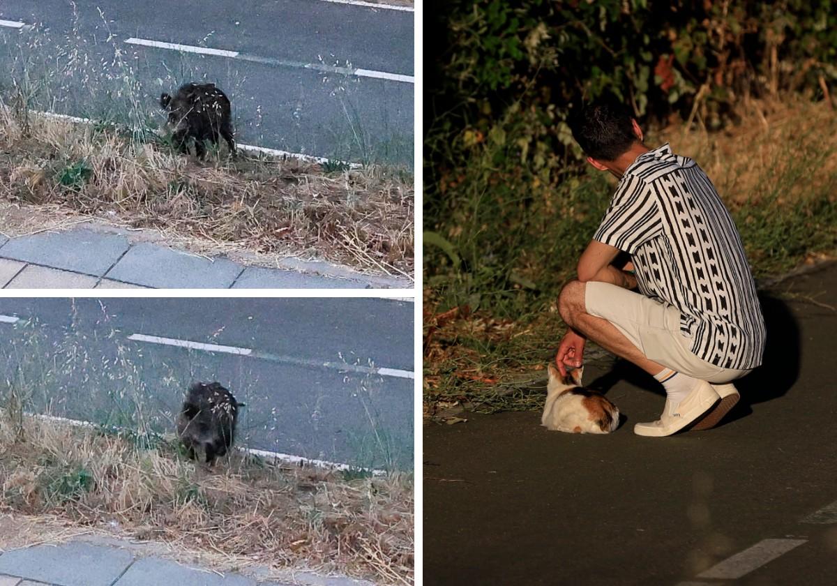 Jabalíes, vison americano e cotores argentinos: a fauna irracional que se infiltra em Salamanca