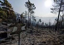 Monte quemado en el icendio de Mombeltrán.