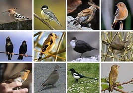 De izquierda a derecha, y de arriba a abajo: abubilla, carbonero, pardillo, colirrojo, estorninos, jilguero, mirlo, mosquitero, petirrojo, tórtola, urraca, verdaca.