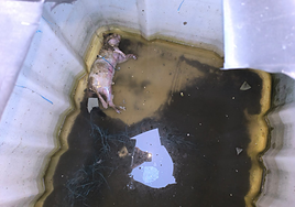 El cadáver de la gata en el depósito de agua