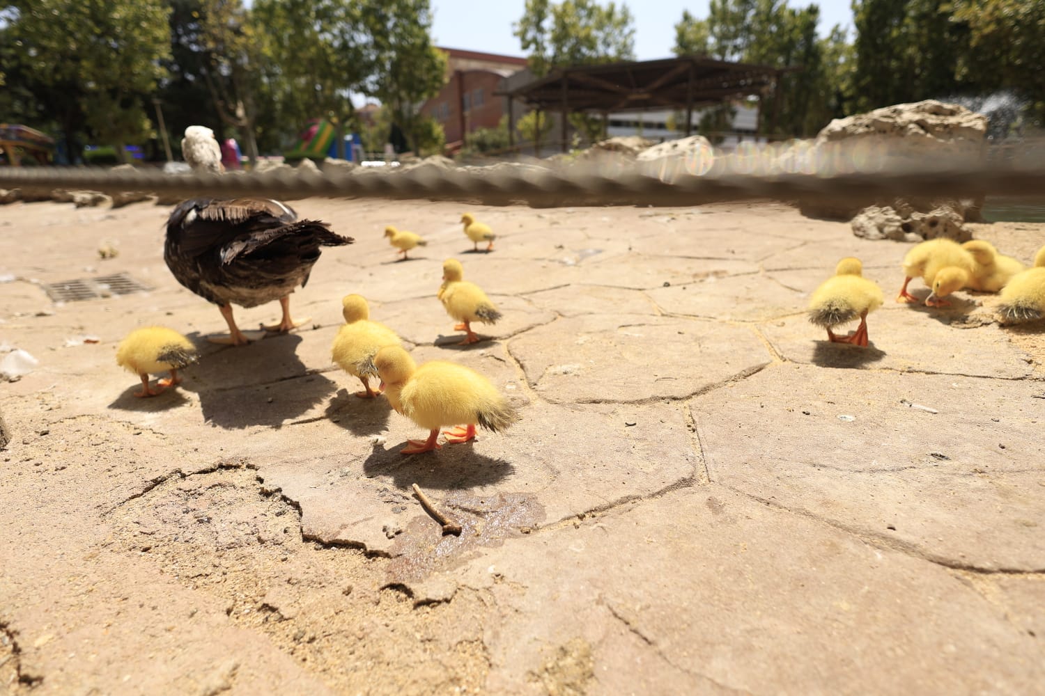 La Alamedilla vuelve a tener nuevos inquilinos amarillos