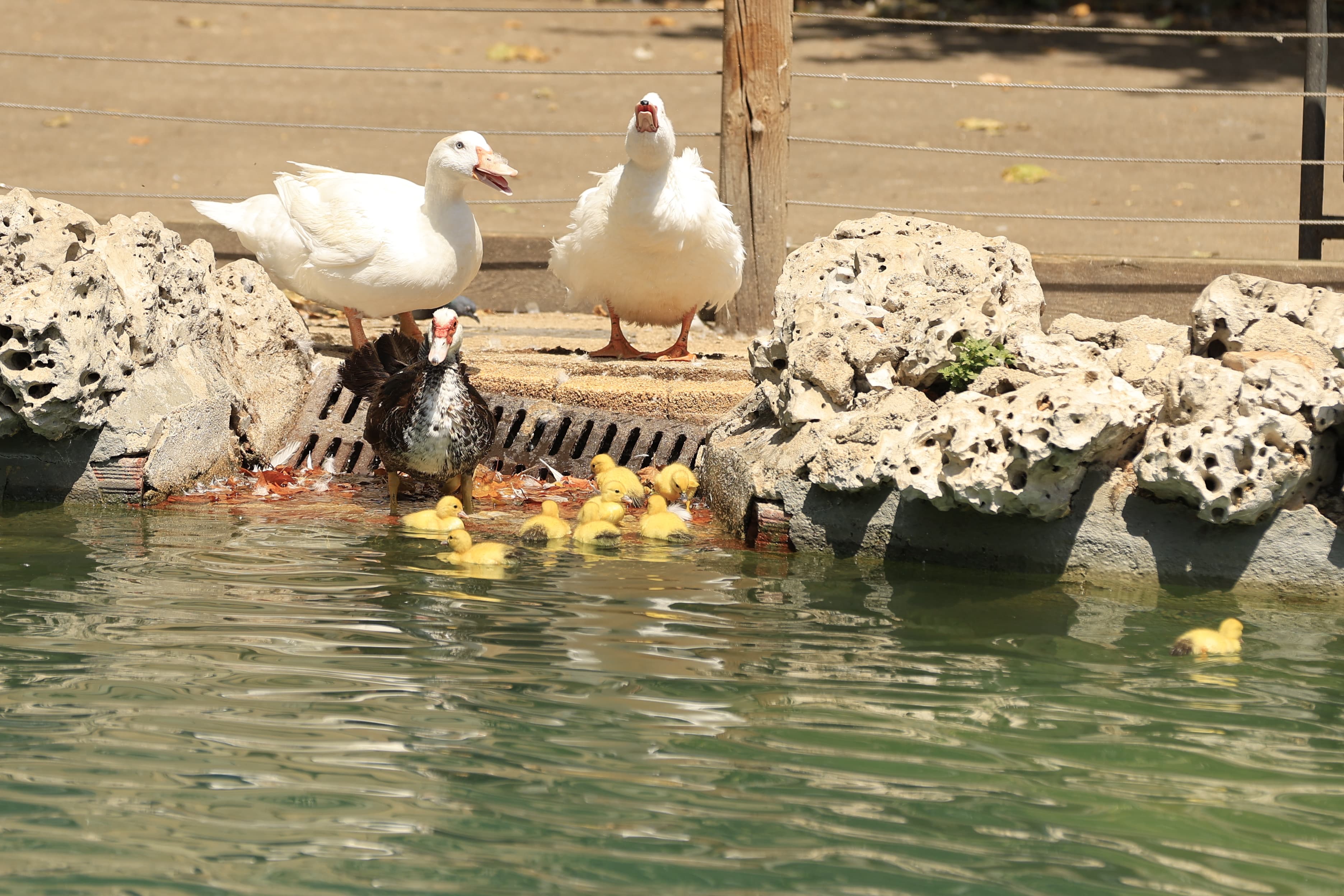 La Alamedilla vuelve a tener nuevos inquilinos amarillos