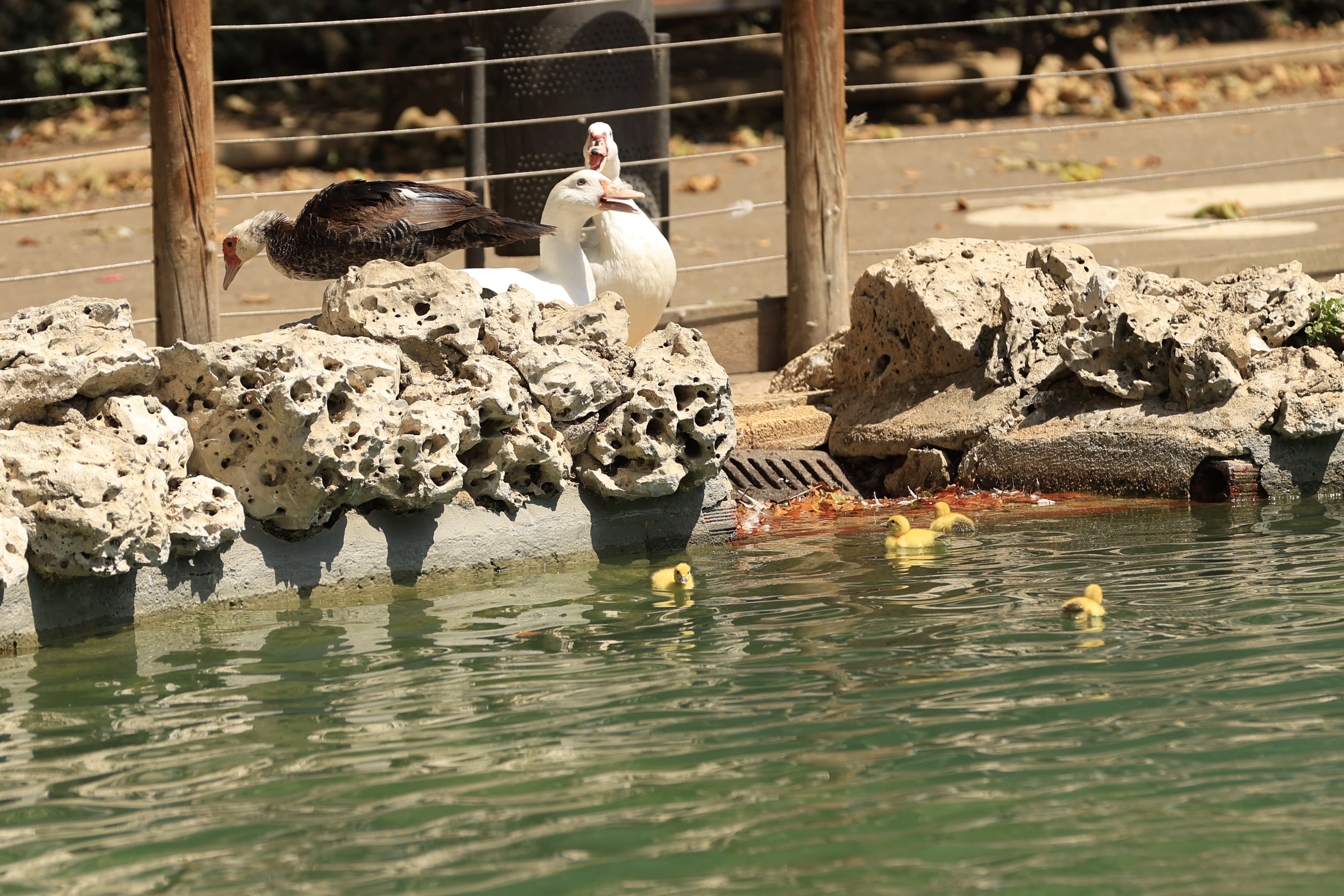 La Alamedilla vuelve a tener nuevos inquilinos amarillos