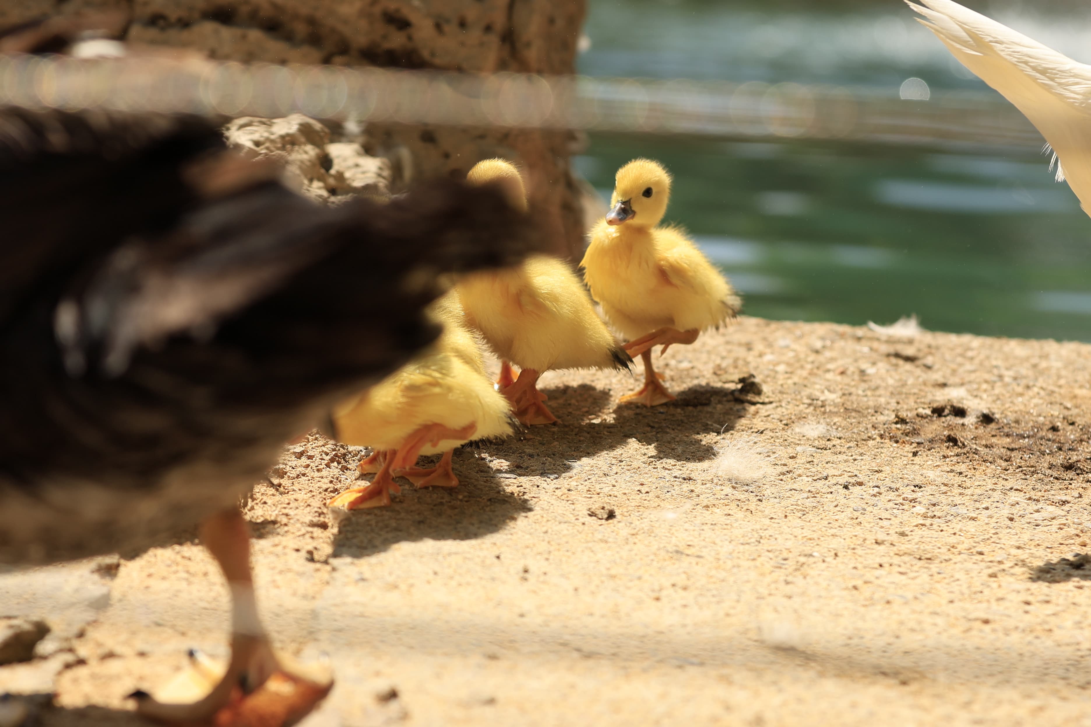 La Alamedilla vuelve a tener nuevos inquilinos amarillos