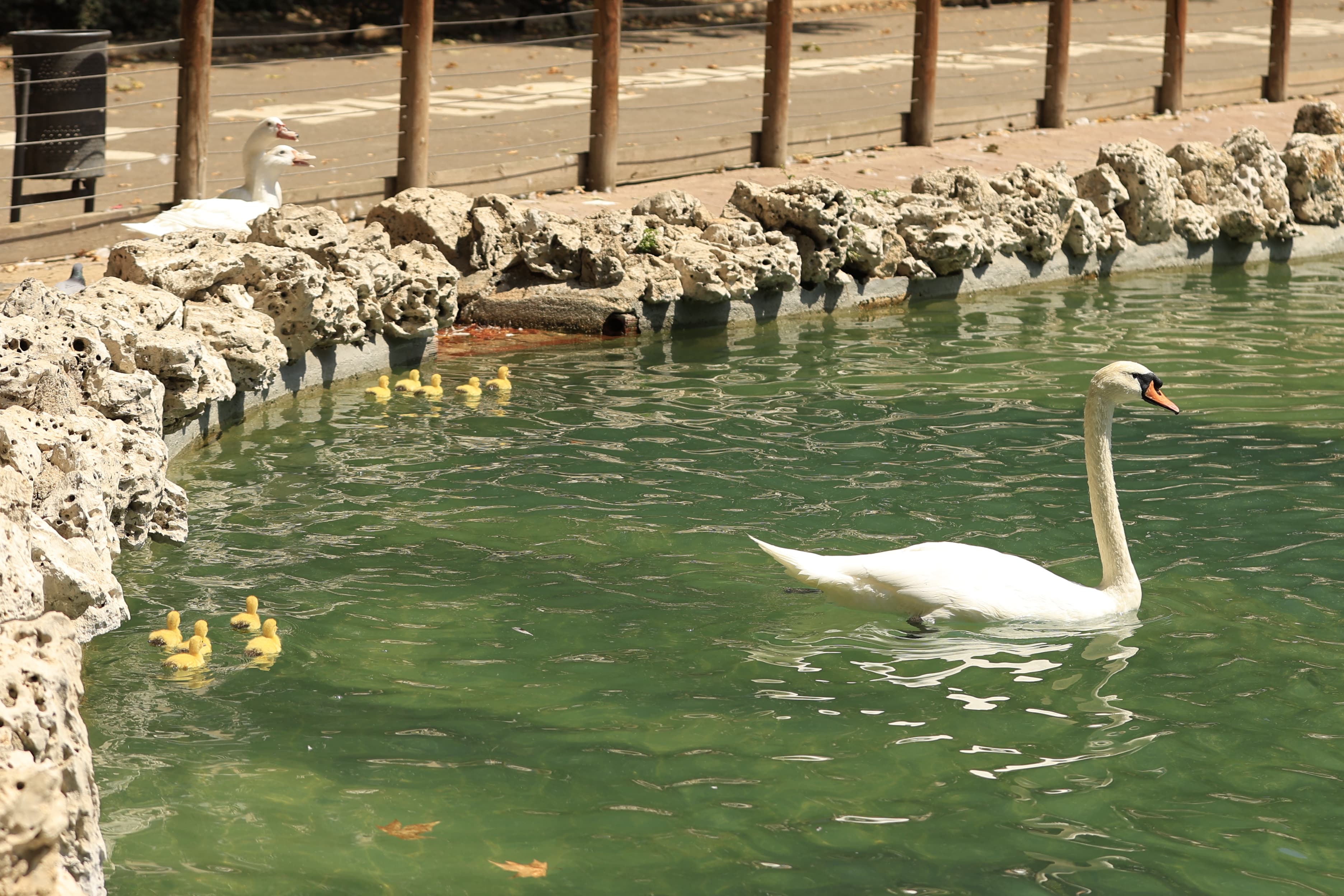 La Alamedilla vuelve a tener nuevos inquilinos amarillos