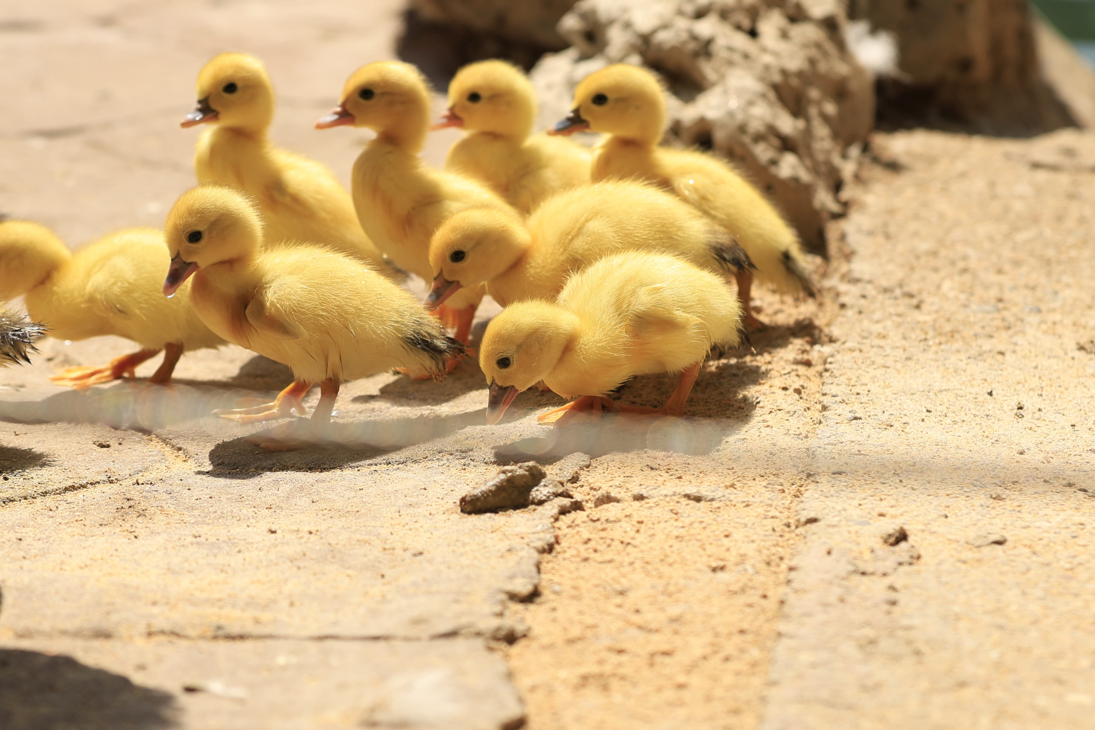 La Alamedilla vuelve a tener nuevos inquilinos amarillos