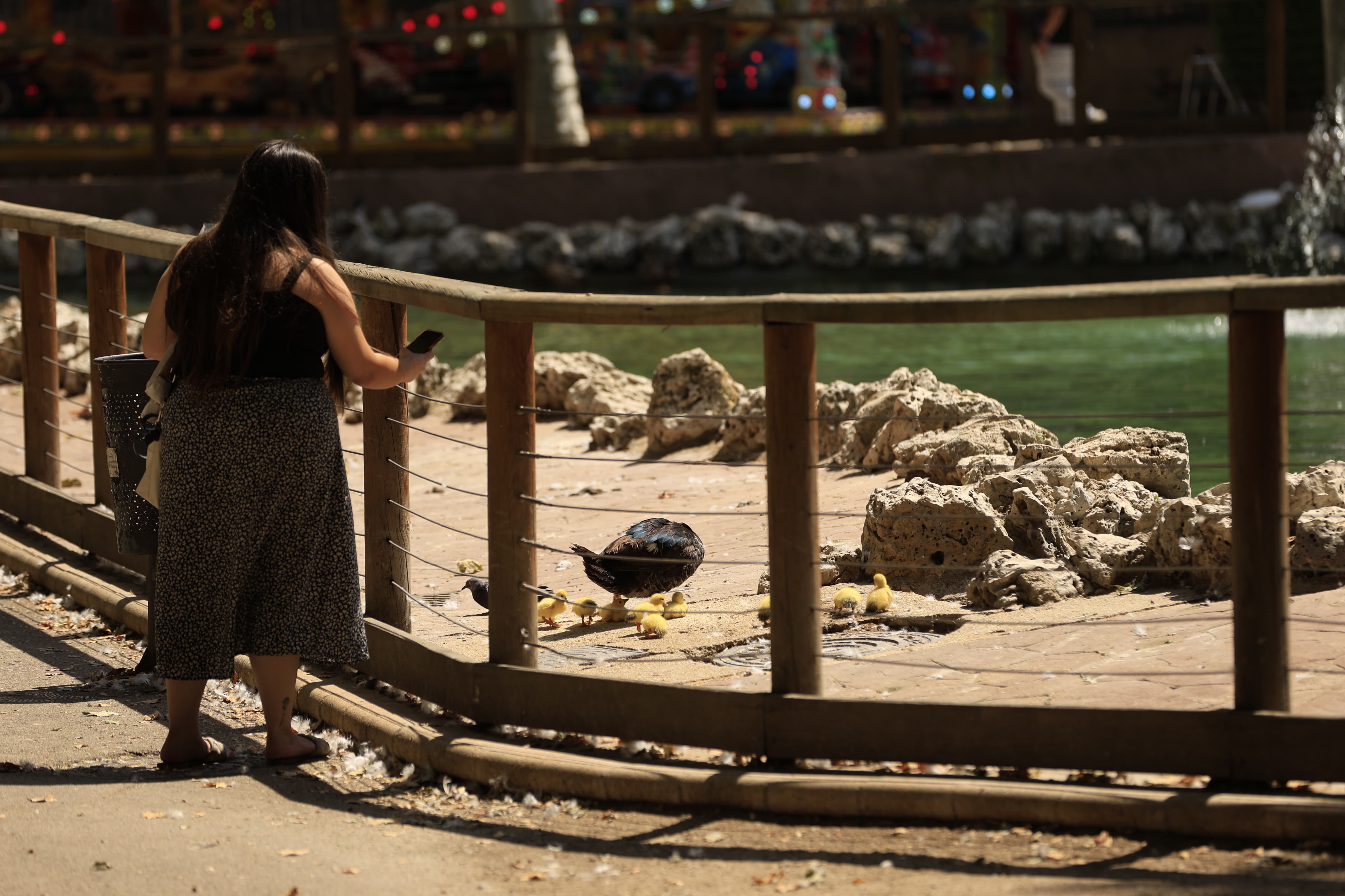 La Alamedilla vuelve a tener nuevos inquilinos amarillos