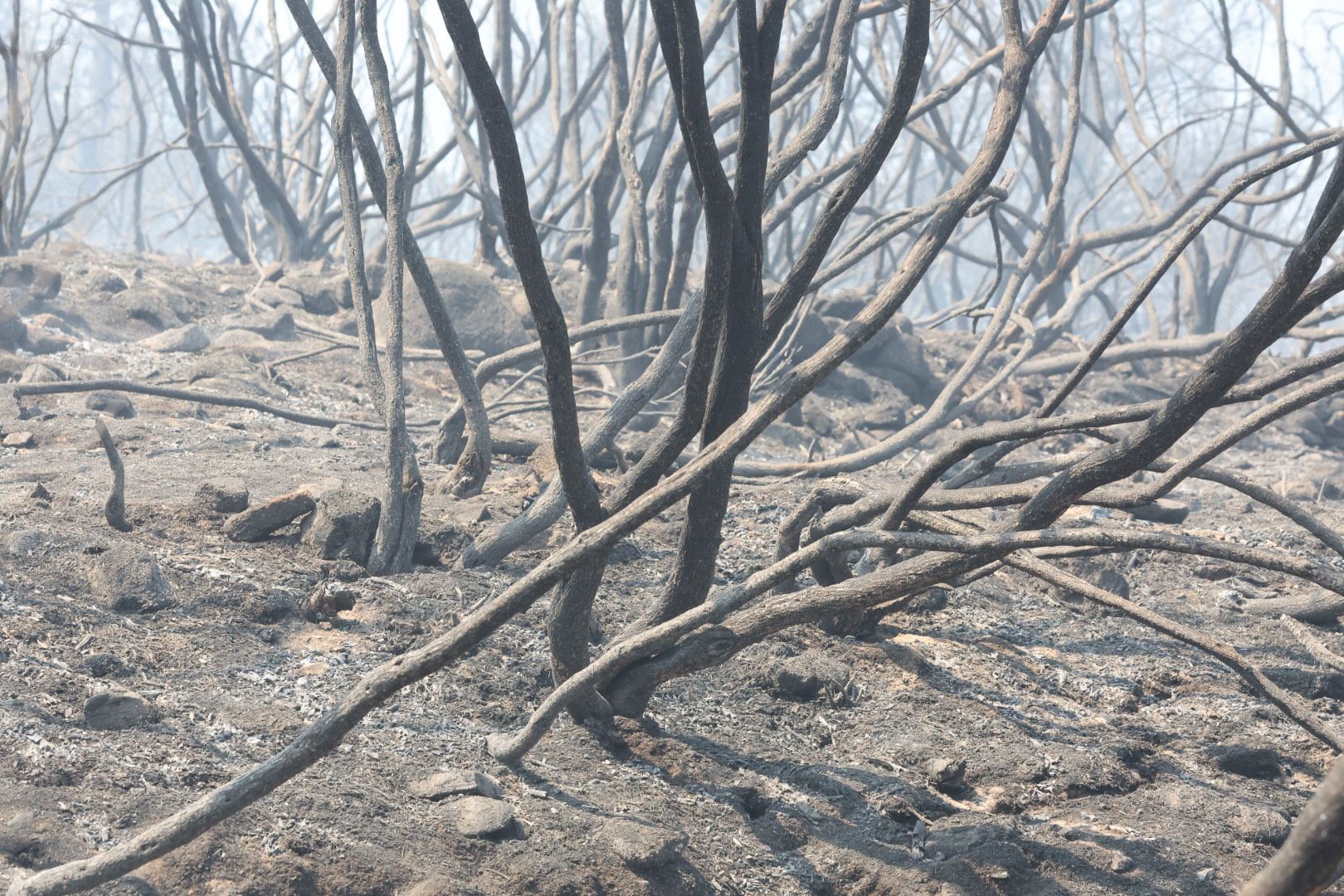 Las imágenes del incendio en La Alberca