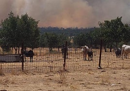 Incendio de Cipérez próximo a una explotación ganadera.