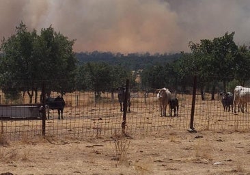 Cerezal de Puertas, El Groo, Gejo de los Reyes y Villaseco de los Reyes, evacuados a Vitigudino