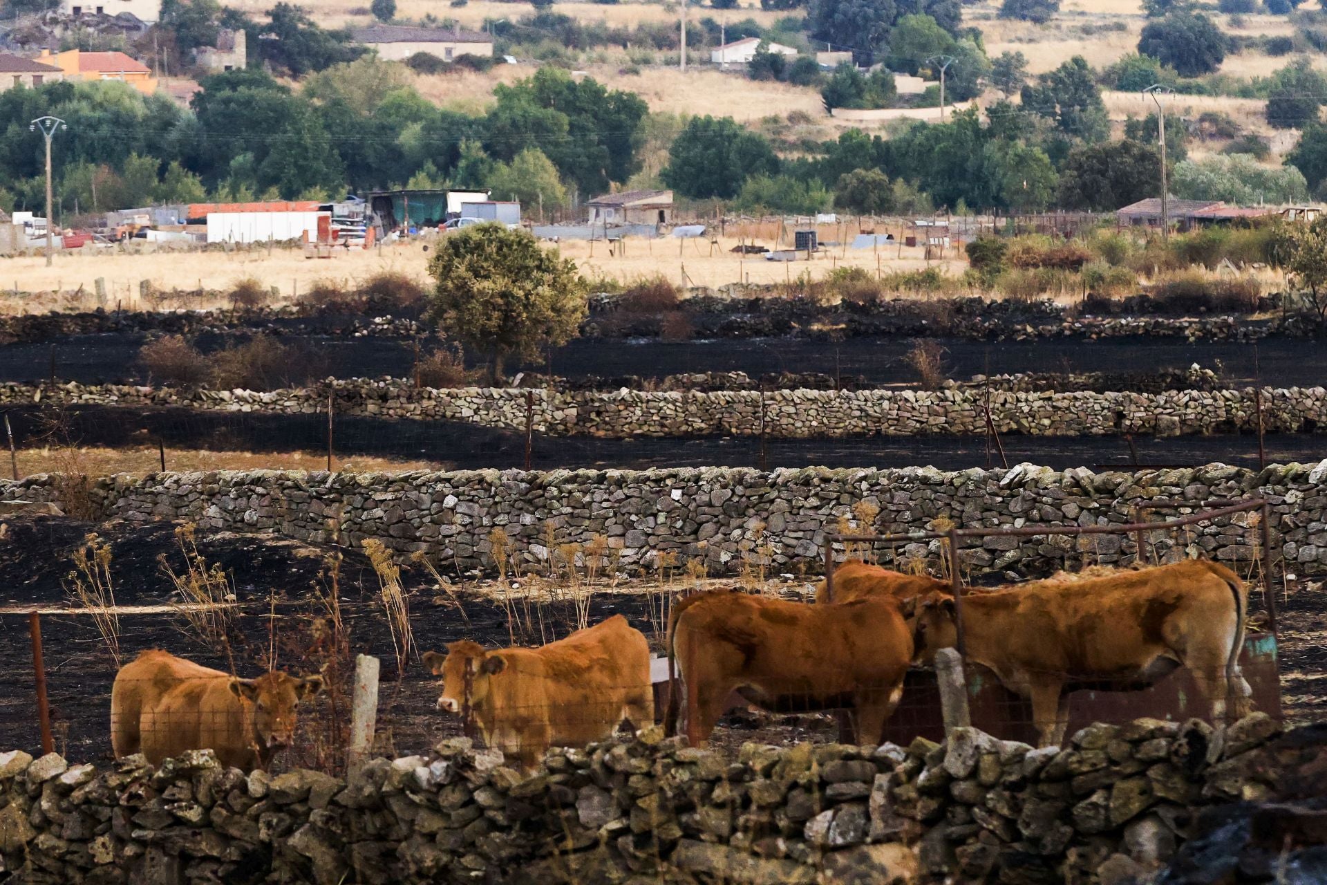 Ganado en una finca calcinada por el incendio de Cipérez.