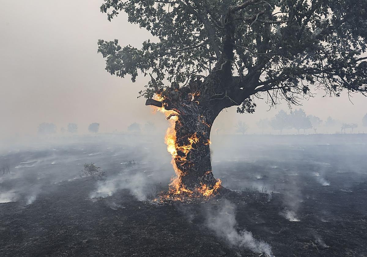 Un encina en llamas en el incendio de Cíperez, en Salamanca.